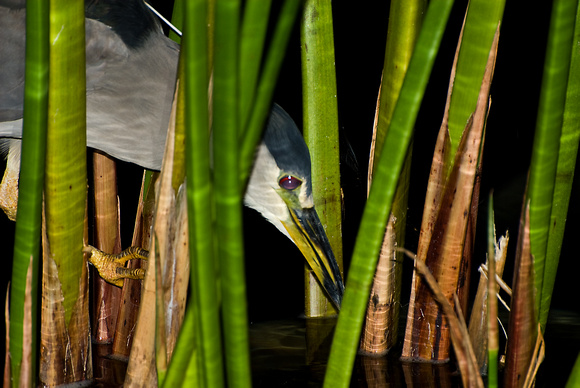 Night heron - poised for dinner