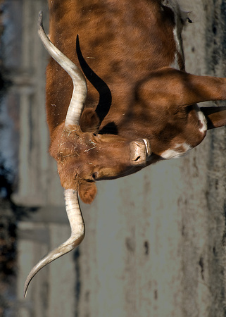 Texas Long horn -- "Come Closer, I dare you!"