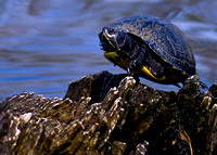 Turtle balancing at Twin Lakes