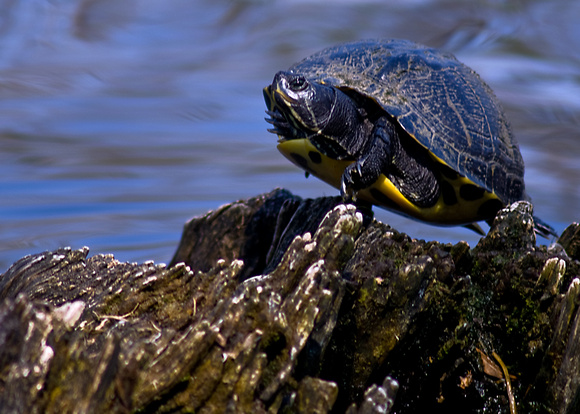 Turtle balancing at Twin Lakes