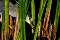 Night heron - poised for dinner