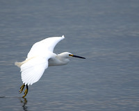 Touching down --Cattle Egret