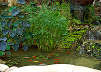 The Gaylord-Texan Indoor fish pond