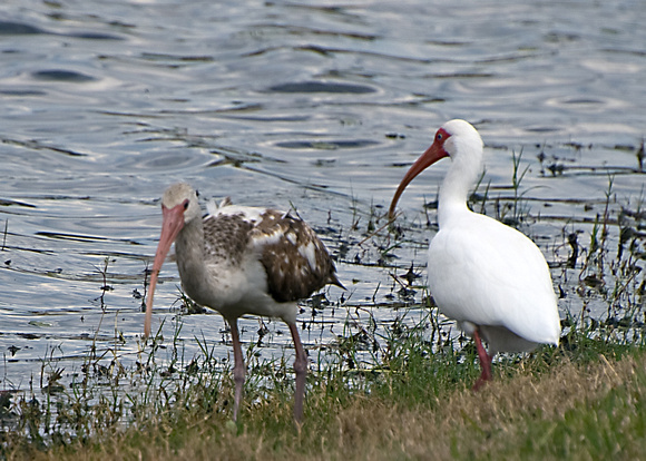 His and her Matching Ibis